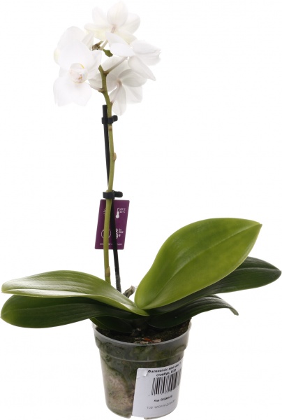 Растение комнатное Фаленопсис мини микс 6х20 см 1 ствол