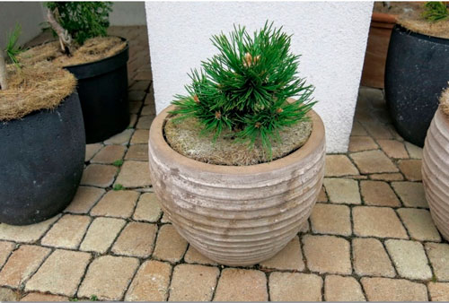 Растение Сосна красная / Pinus resinosa Jami С10 Ра