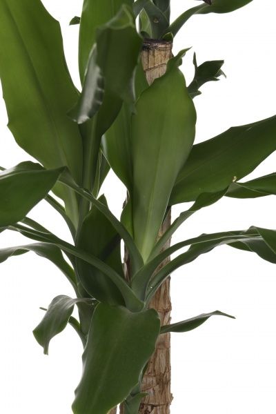 Растение комнатное Драцена Фрагранс