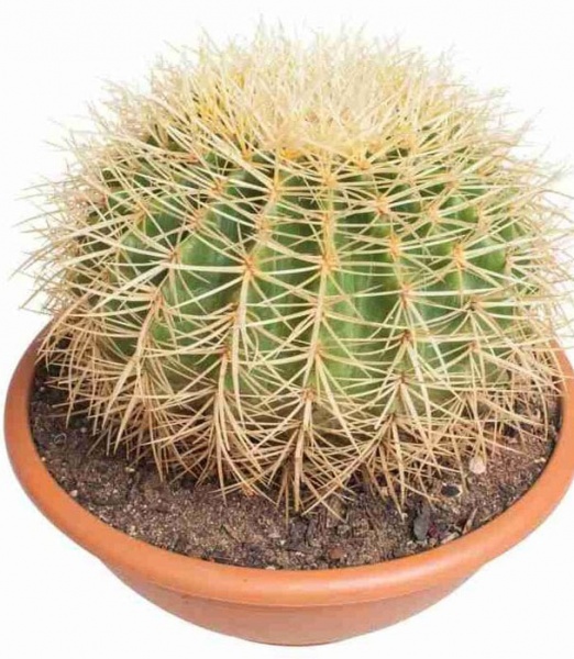 Кактус 15/25 грузон