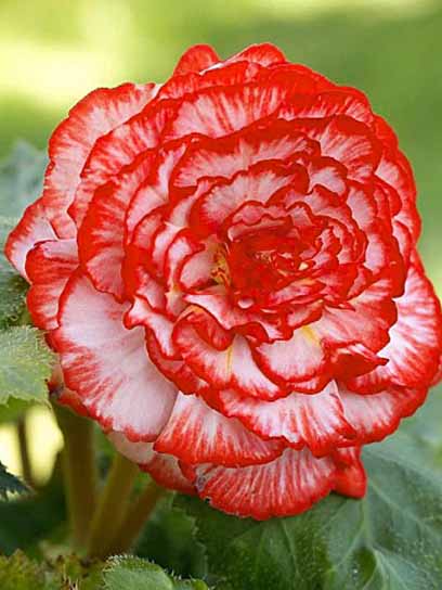 Бульба бегонії Мармората 1 шт.