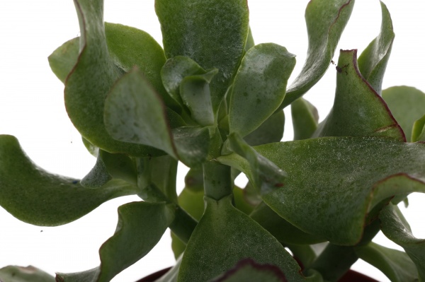 Растение Крассула микс МорЛипс 9/15