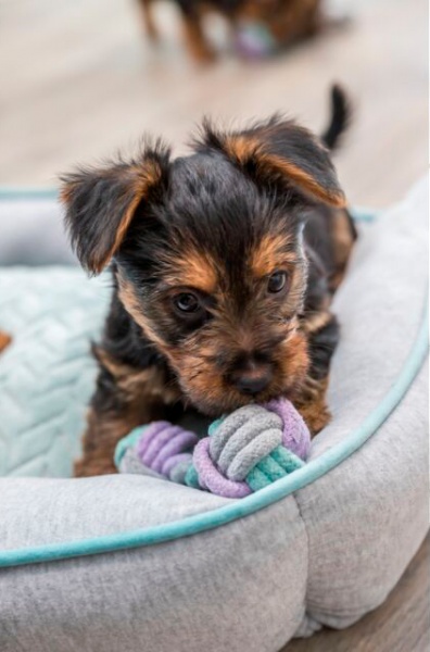 Игрушка Trixie для собак Гантель с канатом котон 15 см 32811