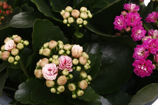 Рослина кімнатна Каланхое Каландіва в плошці 23/30