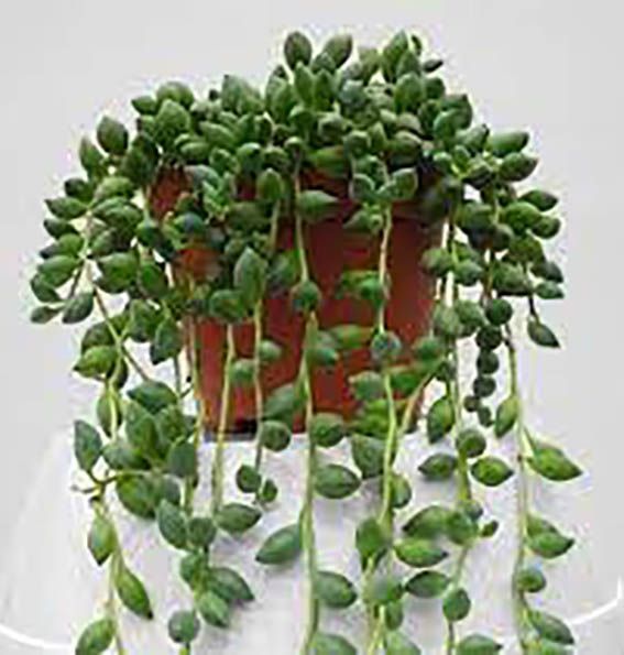 Рослина Сенеціо 11/15