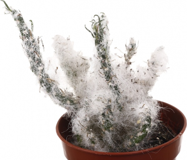 Рослина кімнатна Кактус мікс 5х10 см