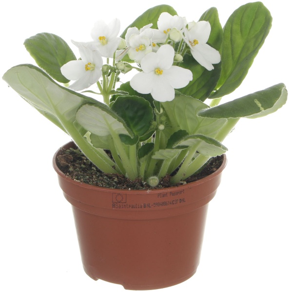 Растение Фиалка микс 12х/20 см