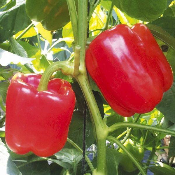 Семена Професійне насіння перец Синдерелла F1 8 шт. (4820176691033)