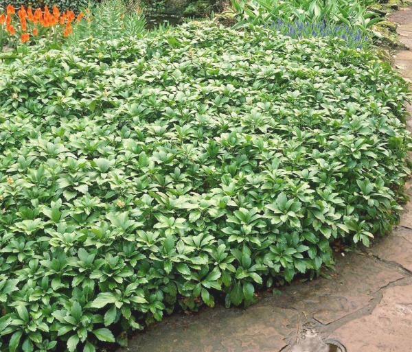 Растение Пахисандра верхушечная Грин Карпет/Pachysandra terminalis Green Carpet С3/Н 10-15