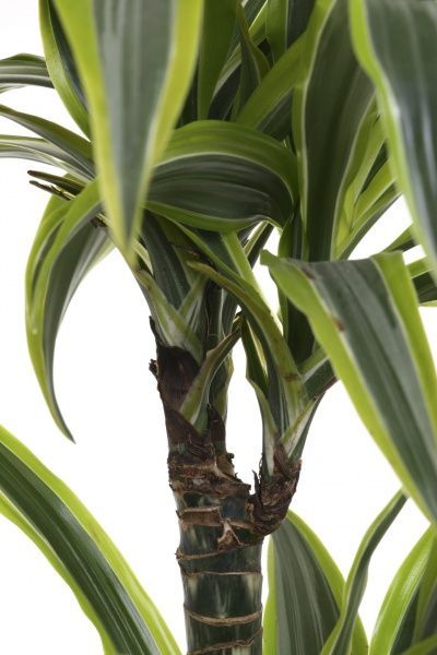 Растение комнатное Драцена Лемон Лайм 3 стволы