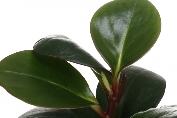 Рослина кімнатна Плантмікс 09//20