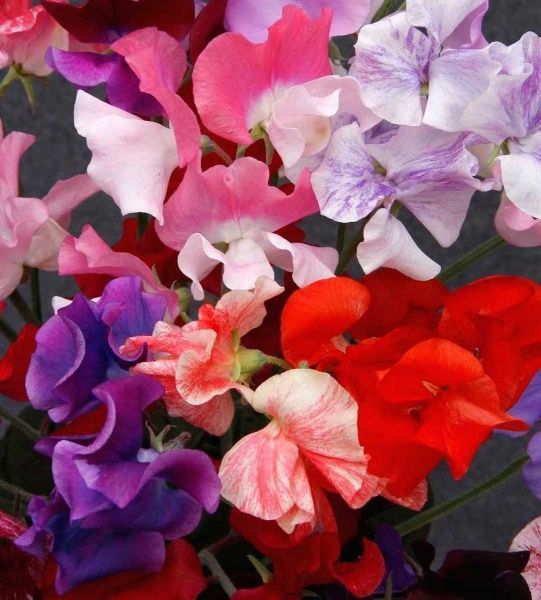 Семена Професійне насіння горошек душистый Купидон смесь 2г (4823058202884)