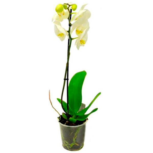 Рослина Фаленопсіс 1 стовбур d12 h50
