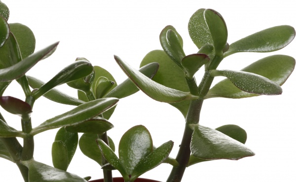 Суккулент Крассула минова 12/20