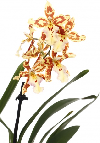 Рослина кімнатна Камбрія мікс 12х45 см 1 стовбур