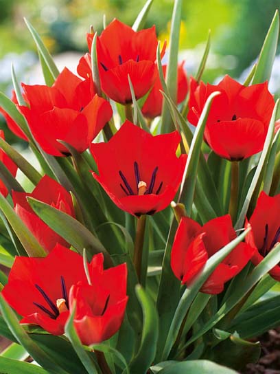 Луковица тюльпана ботанического Ред Хантер 4 шт. 