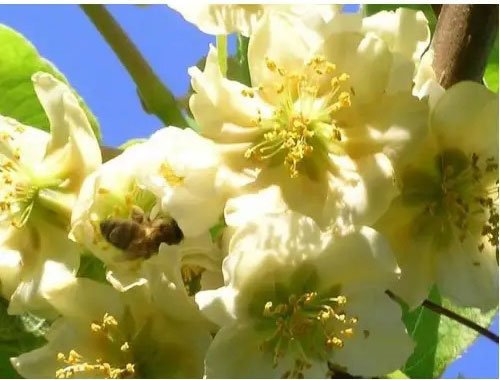 Растение Актинидия деликатесная Хейворд / Actinidia deliciosa Hayward C10 / H 250-300