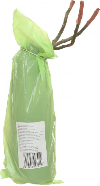 Растение Роза садовая Френдшип