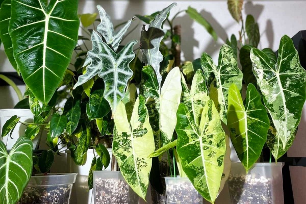 Растение Алоказия микс d12/h40