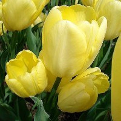 Луковица Тюльпан многоцветковый Фетс Домино 5 шт. 