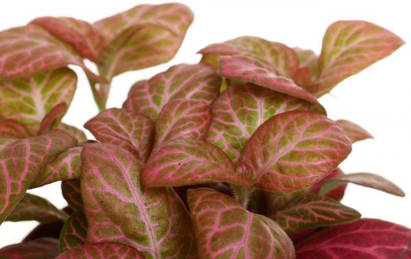 Растение Фитония цветная микс 9/15