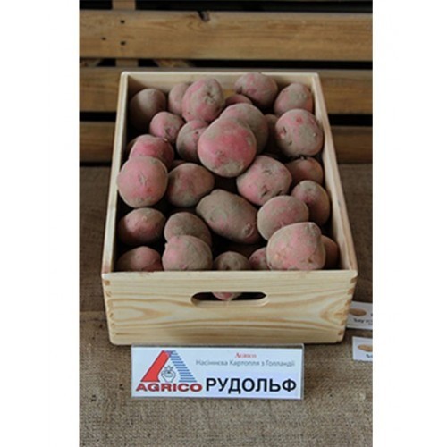Семена Agrico картофель Рудольф 2500г (4820176694577)