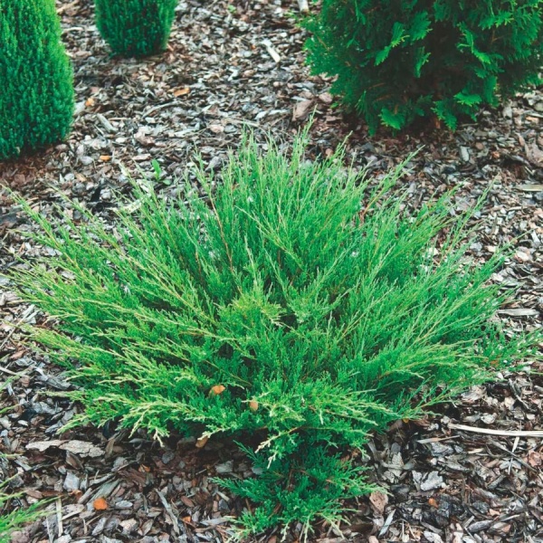 Растение Можжевельник горизонтальный/Juniperus horizontalis Andorra Compacta С3, D 25-35