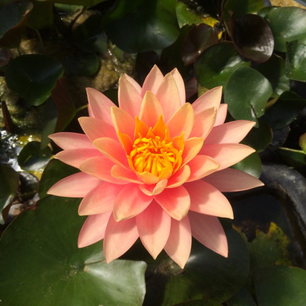 Растение Нимфея Perry's Orange Sunset ведро 10 л