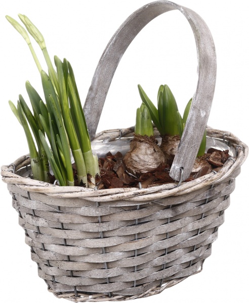 Рослина Гіацинт 3 + Нарцис овал в кошику