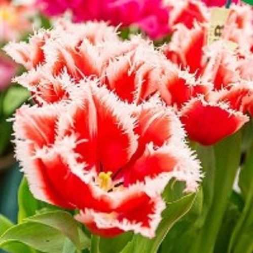 Луковица Тюльпан Бахромчатый Нью Санта 5 шт. 