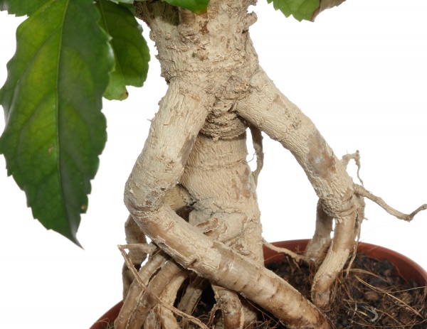 Рослина кімнатна Радермахера 12/40 Спешел