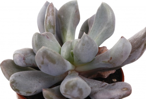 Рослина кімнатна Сукулент 5х8 см