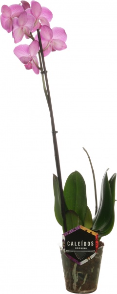 Растение комнатное Фаленопсис микс 1рр, 3/5 + 12/50