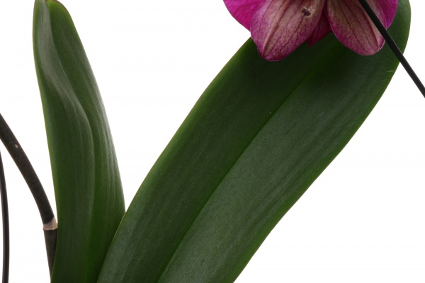 Растение комнатное Фаленопсис лебедь 1 ветвь d12/h55