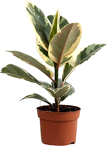 Растение Фикус elastica Tineke 12/35
