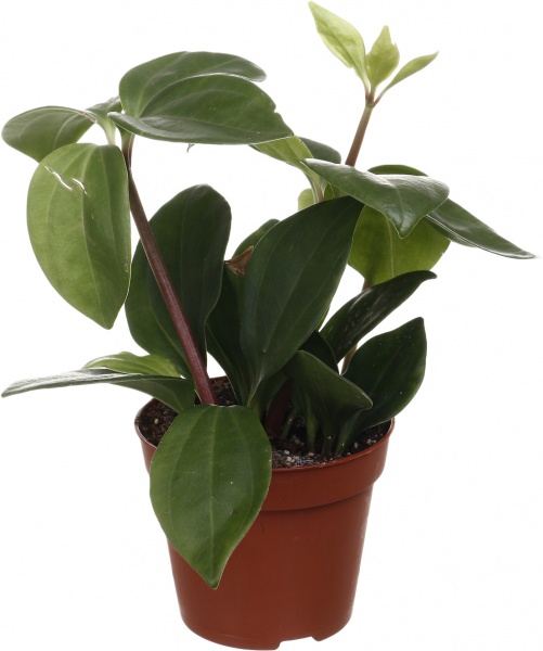 Рослина кімнатна Плантмікс 09//20