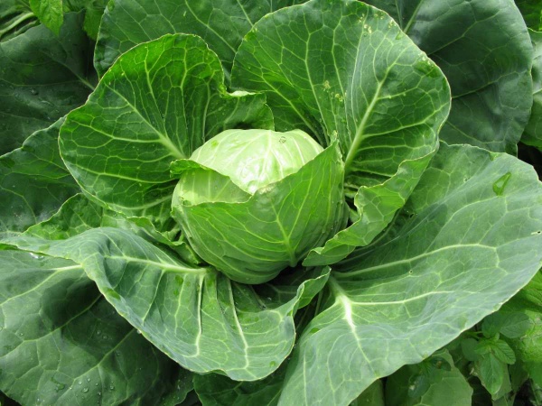 Семена Професійне насіння капуста белокочанная Голден Бол F1 20 шт. (4820176690524)