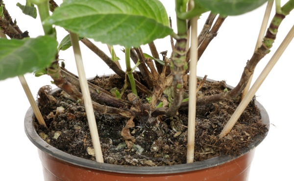 Растение комнатное Гидрангия 15/55 микс (bl)