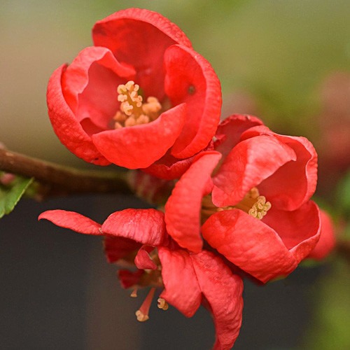 Рослина Хеномелес прекрасний Red Trail (V21-S23 30-40 С7.5)