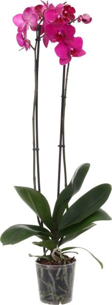 Растение Фаленопсис 12х70 см 2 ветви, акция