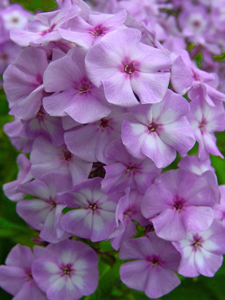 Корневище флокса Катерина 1 шт. 