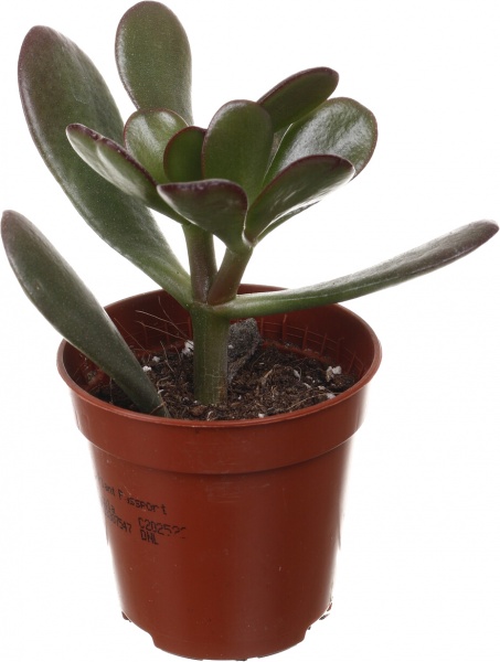Рослина кімнатна Сукулент 5х8 см