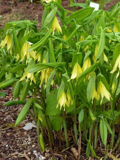 Корневище увулярии крупноцветковой 1 шт. 