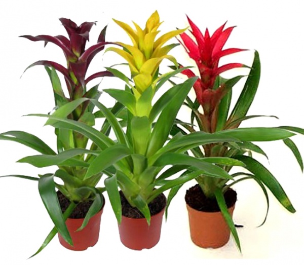 Растение комнатное Гузмания 12х50 см микс