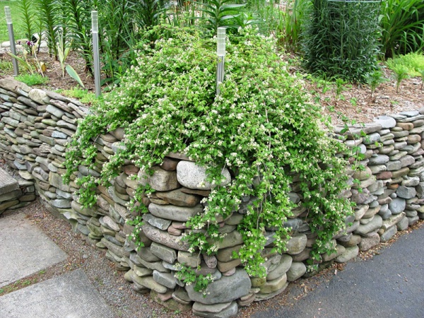 Растение Стефанандра надрезанолистая Криспа/ Stephanandra incisa 'Crispa' С5/d 30-40