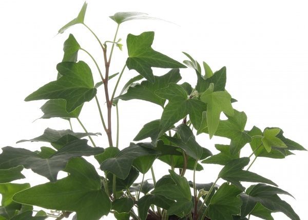 Растение Хедера Вандер 9/15