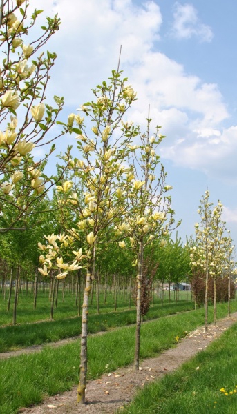 Растение Магнолия / Magnolia Yellow Lantern, С15