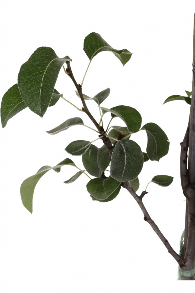 Саджанець Груша в асортименті 3 р (L.15)