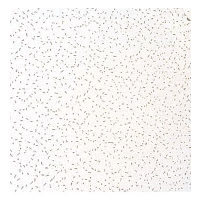 Плита 600х600х12 мм біла