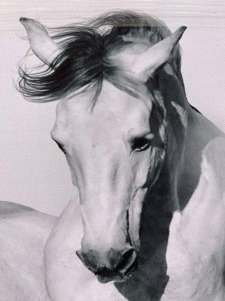 Репродукція Три білих коня 50x100 см Арт Фемелі 